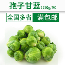 Sprouts Gannan vegetable Day arrival fresh vegetable spore small cabbage Western food vegetable salad 250g