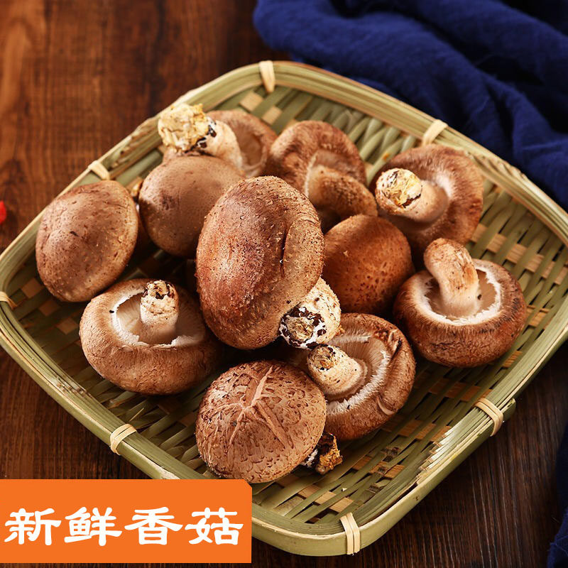 Mushroom Edible Mushroom Small Shiitake Mushrooms Mushrooms Fresh Vegetables Hot Pot Barbecue Roasted Meats Electric Hot Pot Strings of Ingredients 250 gr