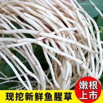 Fresh Origami Root Houti Houti Pig Noose cold mix Childrens roots freshly dug to make vegetables 250 gr