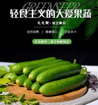 Cucumber fresh vegetable milk melon Dutch mini cucumber Western food can eat raw 500g fruit cucumber