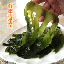 Kelp seedlings seaweed Bud salt pickled kelp seedlings hot three seconds Hague dish 150g pot ingredients Sichuan hot pot distribution