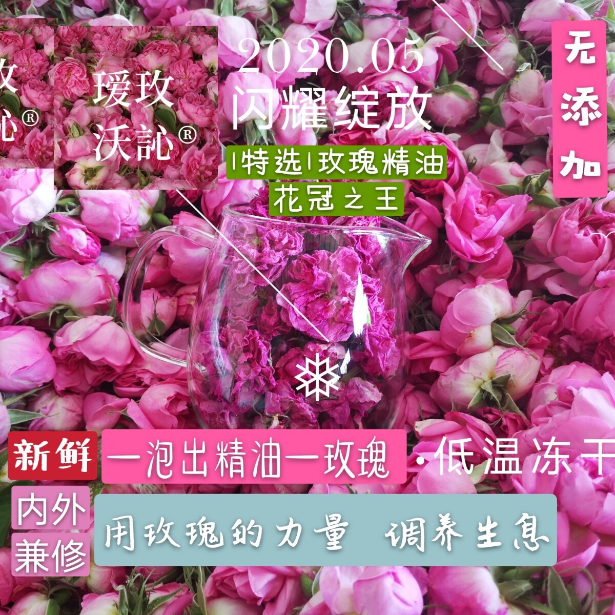 Amelia Walker 21 year fixed Low temperature Lyophilized Damascus Double Rose Camellia Crown Van Dom Rose