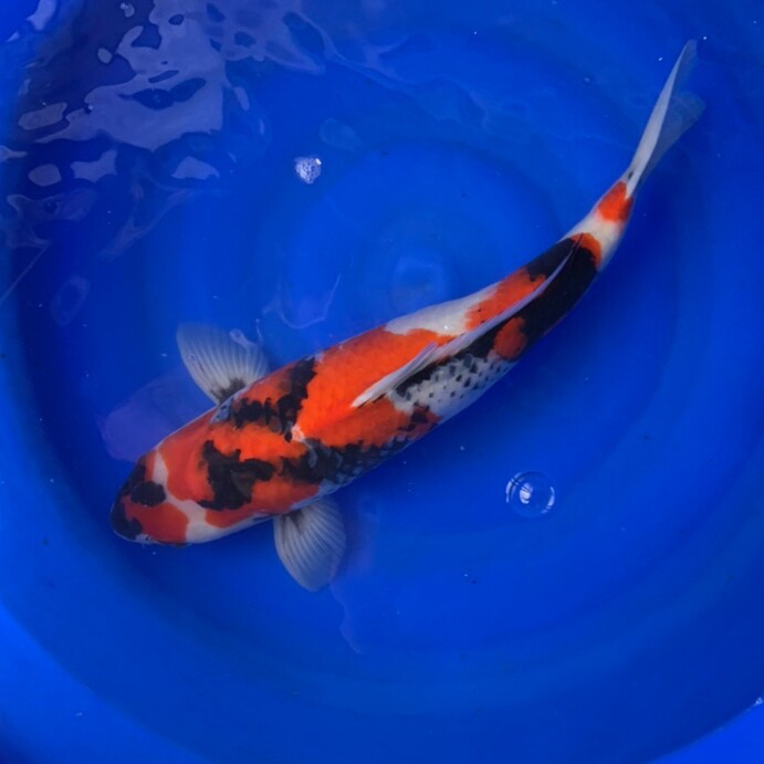 会游泳的小鱼