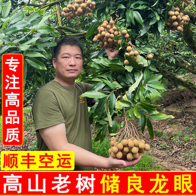 [龙眼新鲜储良特大果当季水果高州桂圆农家老树采摘]