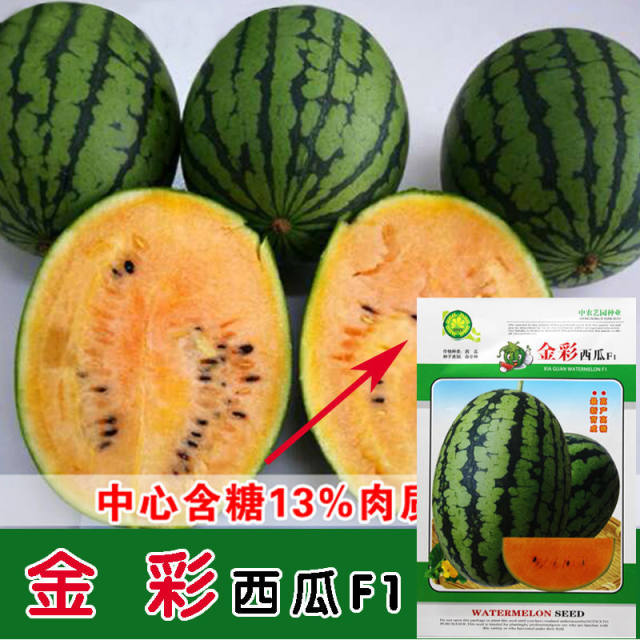 金彩彩虹西瓜种子乳黄相间糖度高超甜西瓜籽四季播春季播西瓜种孑