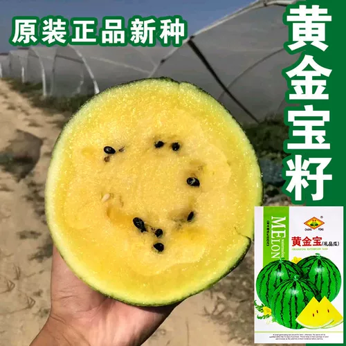 Золотое сокровище семена арбуза зеленая кожа желтое сердце арбуз кожа кожа