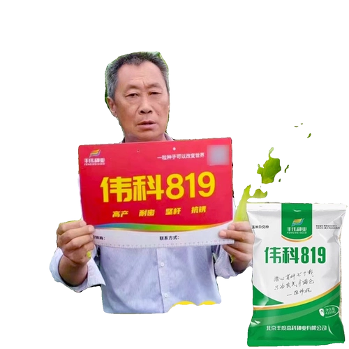 Оригинальные качественные семена кукурузы Weike 819 устойчивы к густой посадке и не перехватывают участки. Устойчив к болезням, устойчив к южной ржавчине и бактериальному увяданию.