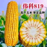 Оригинальные качественные семена кукурузы Weike 819 устойчивы к густой посадке и не перехватывают участки. Устойчив к болезням, устойчив к южной ржавчине и бактериальному увяданию.