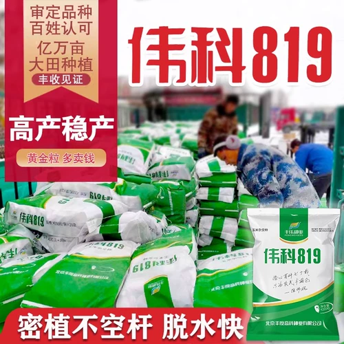 Оригинальные качественные семена кукурузы Weike 819 устойчивы к густой посадке и не перехватывают участки. Устойчив к болезням, устойчив к южной ржавчине и бактериальному увяданию.