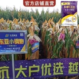 [Восточная Азия xiaosteel] Fuyou Dongdan 1331 модернизированная версия кукурузных семян высокого уровня кукурузы высокого качества