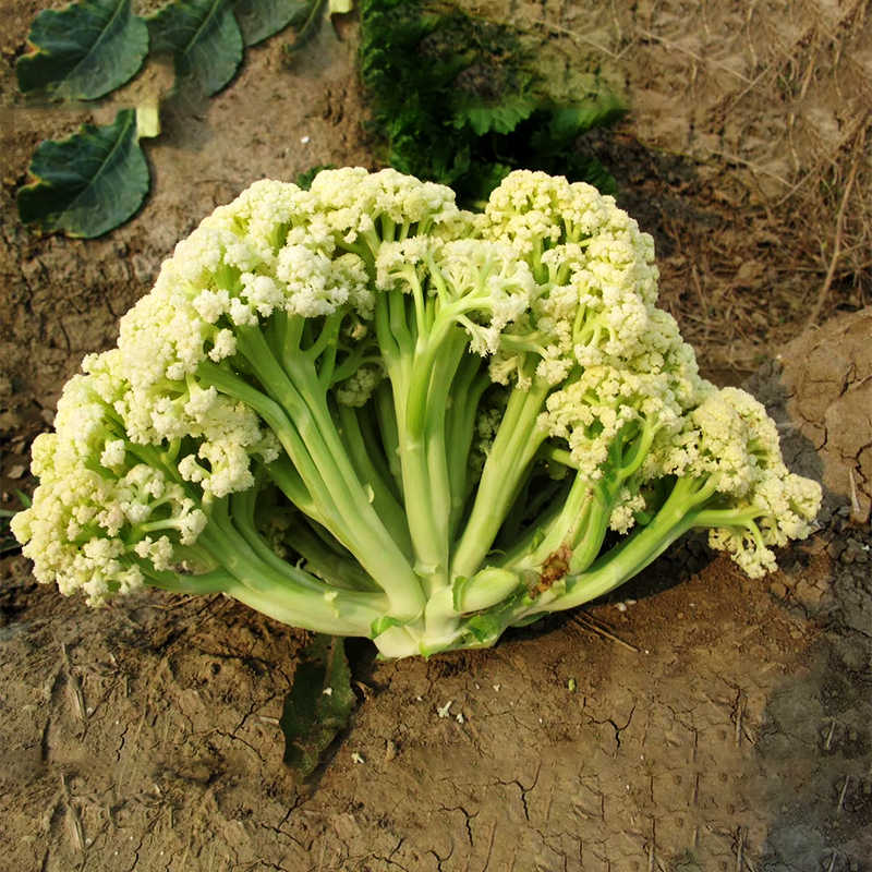 松花60花椰菜种子菜花有机花菜种子松花菜品质优秀松花菜花椰菜