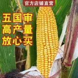 [Восточная Азия xiaosteel] Fuyou Dongdan 1331 модернизированная версия кукурузных семян высокого уровня кукурузы высокого качества