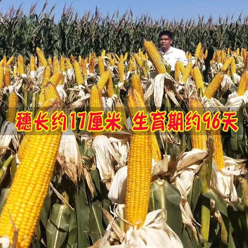 郑单958高产饲料玉米种子：南方高产种植的秘密武器！