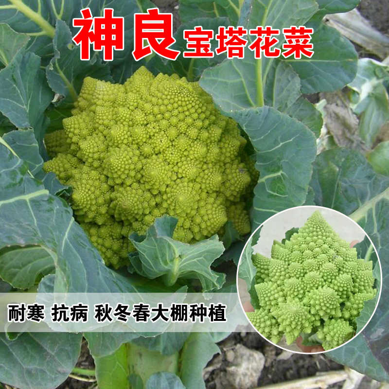 神良宝塔菜种子罗马花椰菜种子菜花种子花菜种子蔬菜种子脆爽