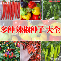 Vegetable seeds potted colorful sweet pepper pepper pepper seeds colorful Chaotianjiao Four Seasons planting edible potted seeds