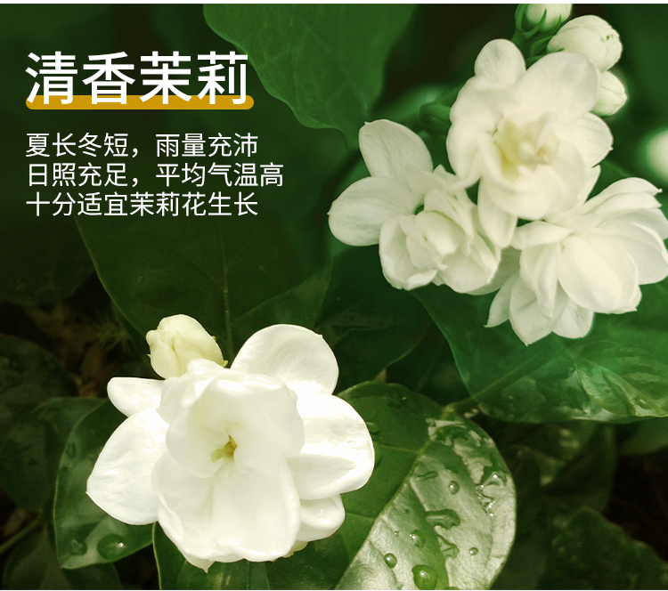 50泡茉莉绿茶茉莉花茶茉香绿茶