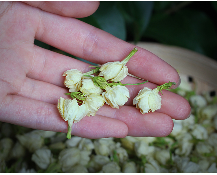 新茶瓶装茉莉花茶干花茶