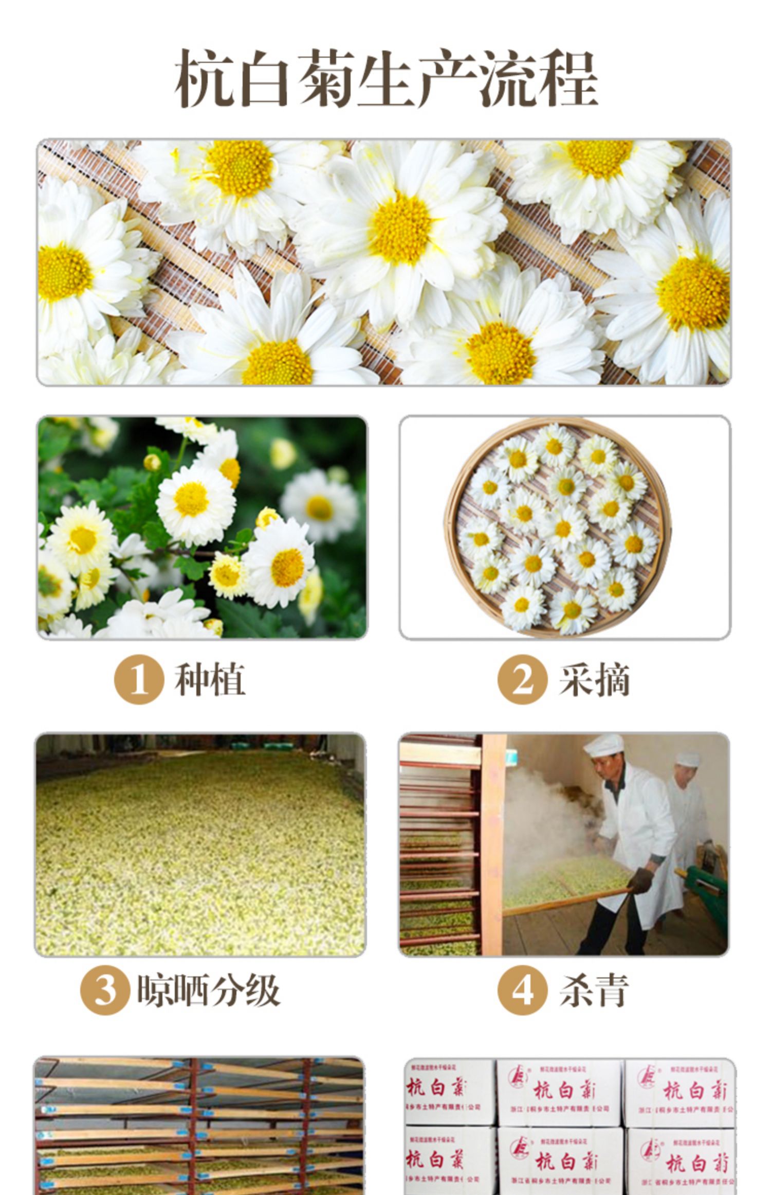 买1送1桐乡杭白菊花茶