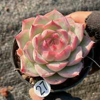 Съемка на 27-м, 10-19 5 см.