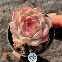 Съемка на 29-й диаметр горшка 10-19 5 см