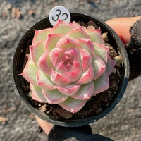 Съемка 10-19 на 32-м диаметре горшка 5 см.