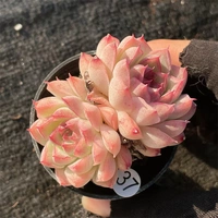 Съемка на 37-м диаметре 5-19 5 см.