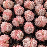 Сочные копченой королевы сочные растения Юньнана многообещают