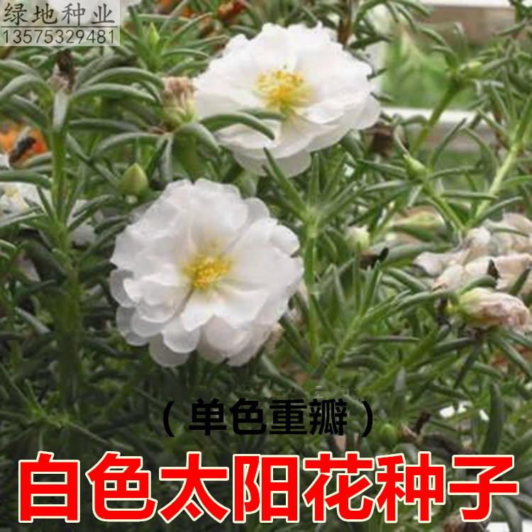 混色重瓣太阳花种子格桑花200粒送肥