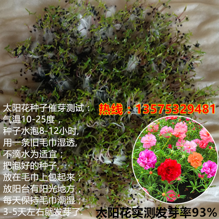 混色重瓣太阳花种子格桑花200粒送肥