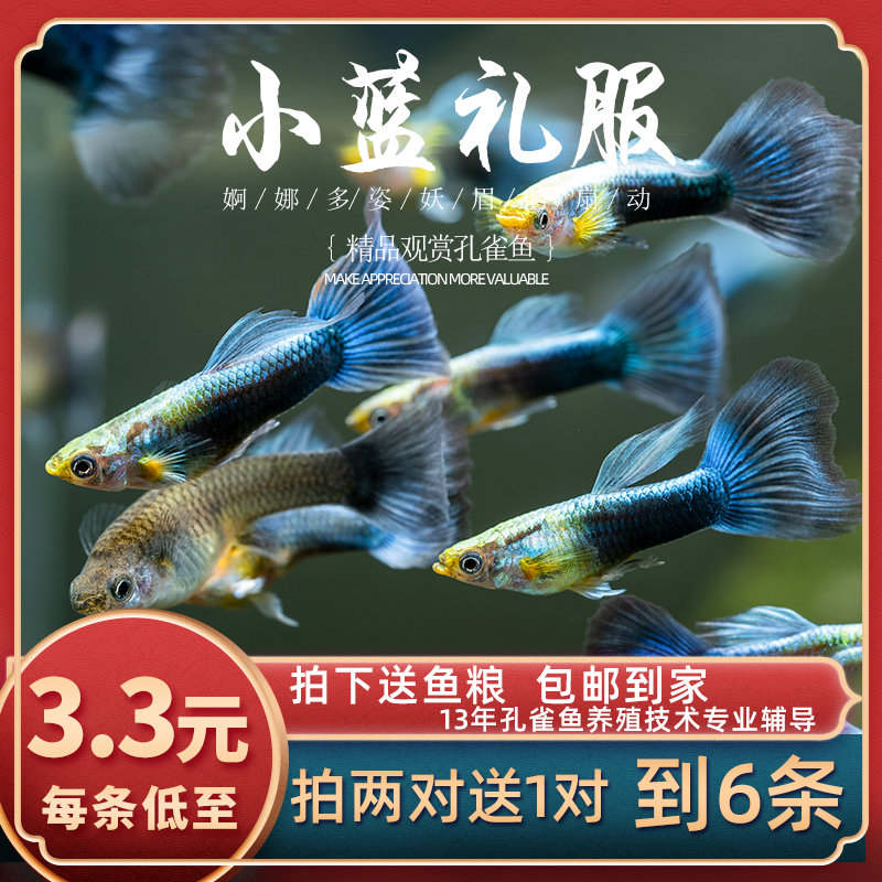 Fish era] Little blue gown peacock fish tropical Pets Ornamental Fish Vat Fresh Water Fetal Raw Peacock Fish Starter Living