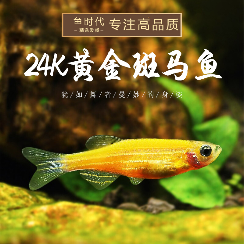 Fish Age] 24K gold zebrafish fluorescent killifish night pearl fluorescent grass tank cold water freshwater small group swim
