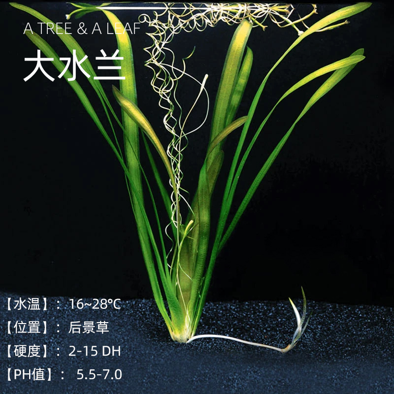 Fish age] fish tank set, large water orchids, aquatic plants, leaves in the water, middle and background ornamental landscaping, special promotion