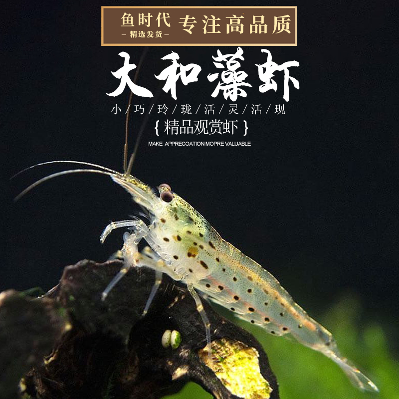 Large and algae shrimp large river algae shrimp and marsh shrimp large river marsh shrimp tool shrimp ornamental shrimp other than algae clean freshwater shrimp