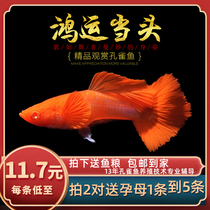  Fish era]Hongyun Dangdang boutique Guppy Tropical Ornamental fish viviparous red cloud Feng Shui fish live anchovies