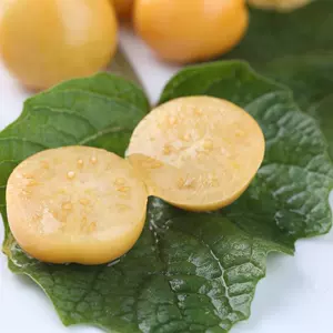 [丹东小黄金豆黄洋甜菇娘谷鸟灯笼果龙珠水果2025新鲜现摘]