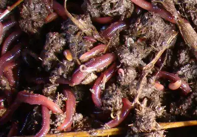 Fishing, release earthworms, living reservoirs, red insects, large Taiping No. 2 turtles and birds, wild fishing, Crucian bait