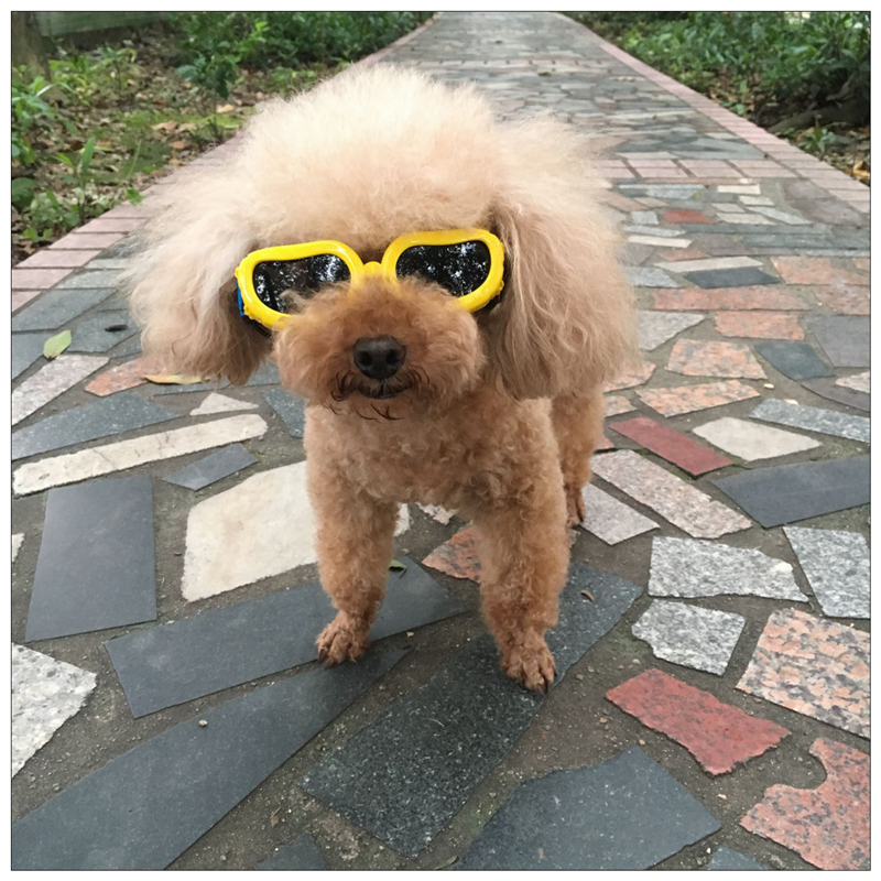 Pet Sunglasses PC Environmental Protection Material Can Be Fixed Anti-shock Cats and Dogs Going Out Goggles Cat and Dog Accessories