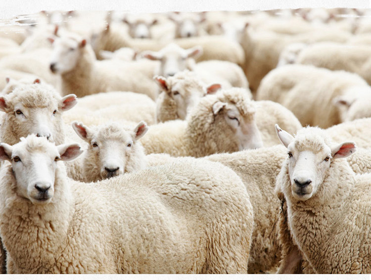 Pantalon collant Moyen-âge simple en laine - Ref 757427 Image 11