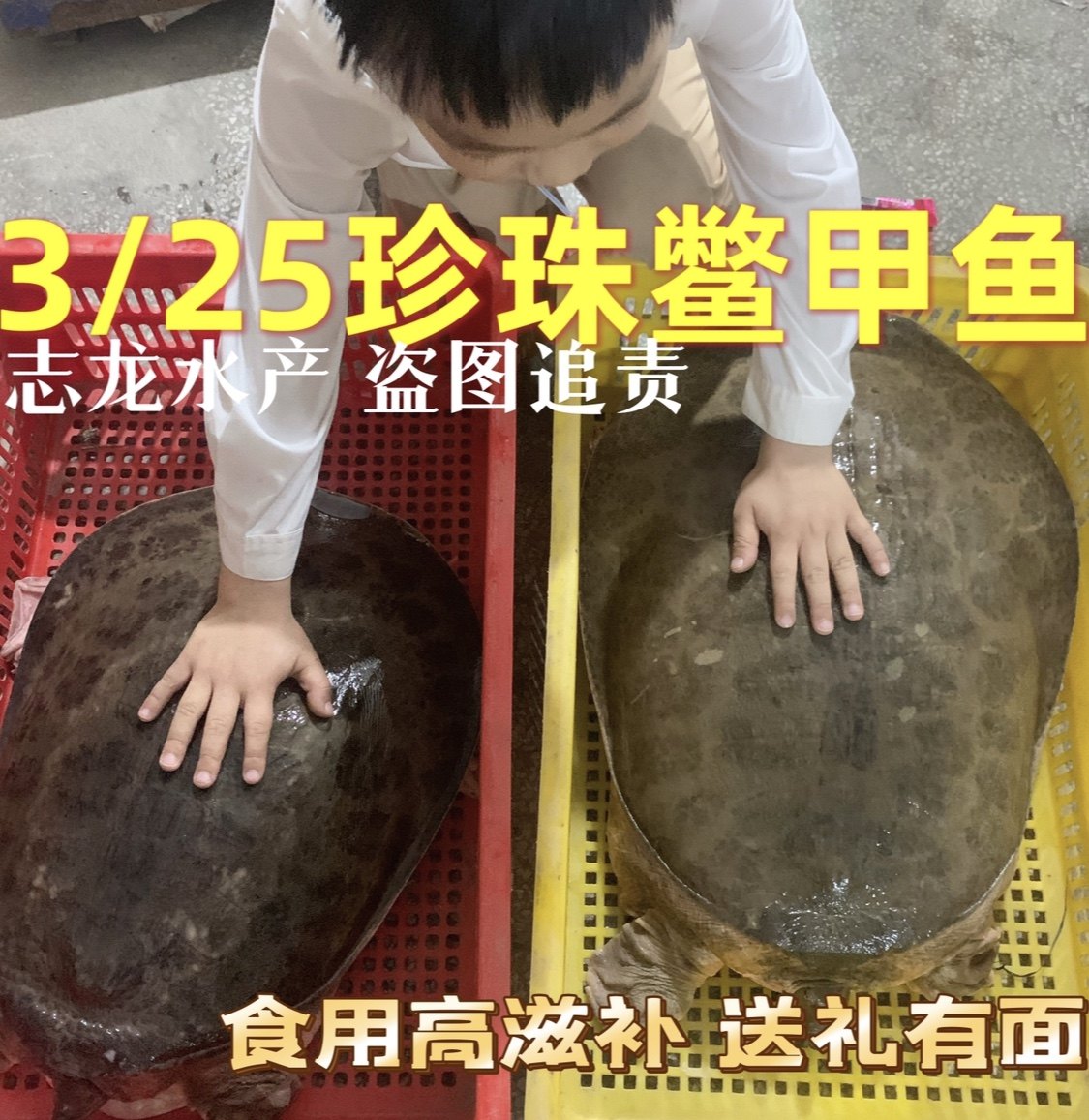 🌊揭秘3-20斤大甲鱼珍珠鳖的秘密！活体鲜美，让你一口难忘！🦀🐟😋-龟/鳖-淘宝好物网