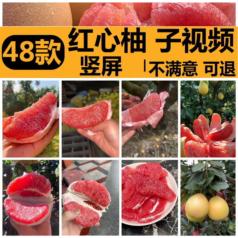 Red Pomelo from Fujian Pinghe, Large Red Pomelo, Honey Pomelo, Three-Red Pomelo, Fruit Farmers Picking in the Orchard, Short Video Footage