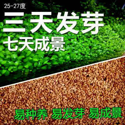 Aquatic grass seed Fish Tank Aquarium foreground grass seed Fish Tank landscape water grass seed lawn mini pair leaf fast growing