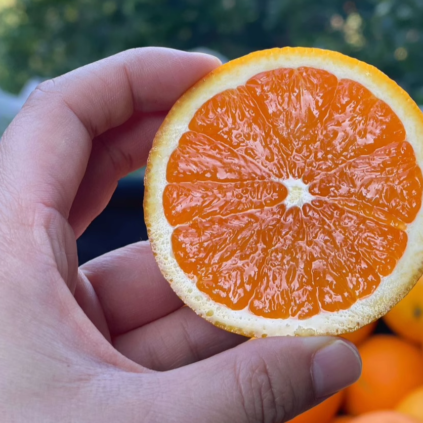 Beishu Yichang Juicy Oranges September Red Navel Oranges Seasonally Picked Fresh Oranges Fresh Fruit Juicy Pure Sweet Whole Box