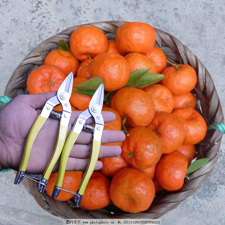 Prunes prunes Flowers Scissors Branches Cut from fruit gardening Home Citrus Orange Knife Cut grapes Special round head Small mouth