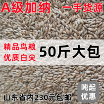 Canary white tip oil tip millet parrot bird food bird food feed raw food straw seed bird 50 pounds more province package