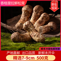 Yunnan speciation Shangri-La fresh pine and furry picking selected 7-9cm wild mushroom 500g Shunfeng