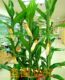 Artificial Corn Tree, Fake Corn Stalks, Garden Plants, Landscaping, Exhibition Hall Decoration, Museum Display, Photography Props, Corn