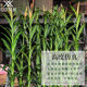 Artificial Corn Tree, Fake Corn Stalks, Garden Plants, Landscaping, Exhibition Hall Decoration, Museum Display, Photography Props, Corn