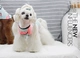 Lin chị em trang phục thú cưng bằng giấy màu dễ thương mùa hè dưa hấu Hàn Quốc với cùng một đoạn VIP Quần áo Teddy - Quần áo & phụ kiện thú cưng