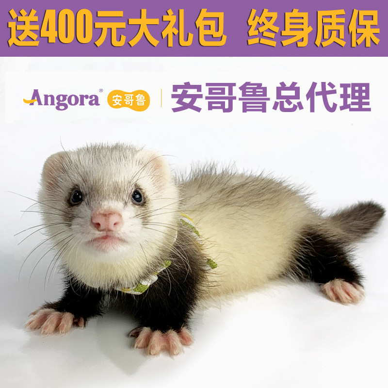 Angoru pet mink Anglu ferret live object cub small lazy dormitory cute pet good keep rare