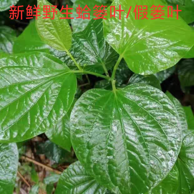 Fresh Wild Vegetables from Yangchun, Guangdong: Hailuo Leaves, Fake Hailuo Leaves, Mountain Hailuo, Fake Hailuo, Used for Wrapping Zongzi, Side Dishes, and Seasoning
